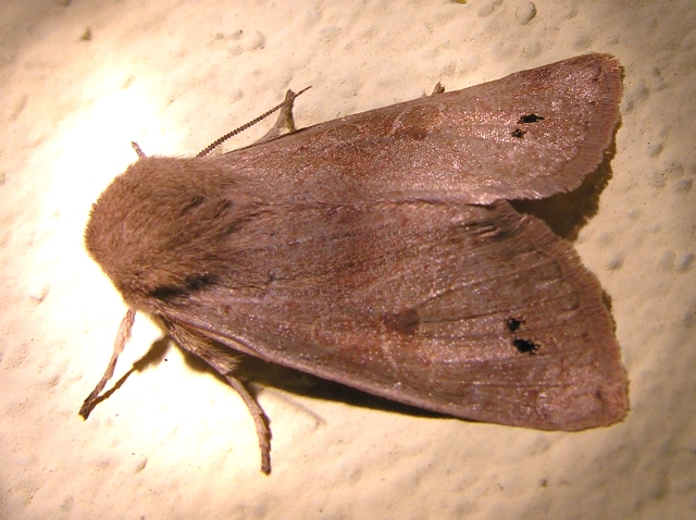 farfalla notturna (Anorthoa munda, Noctuidae)